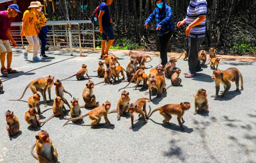 Explore Mangrove Forest – Can Gio Monkey Island by Boat & Trekking