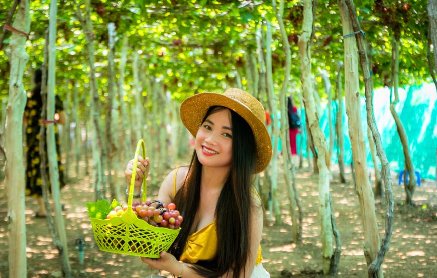 Rai Cave Tour – Vinh Hy – Grape Garden – Sheep Field